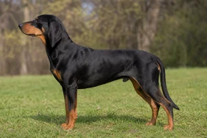 Slovensky Kopov — black and tan coat
