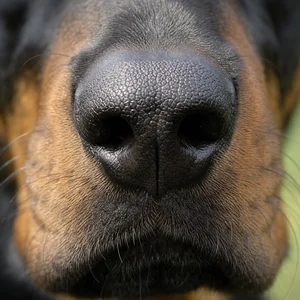 Slovensky Kopov — nose