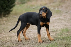 Slovensky Kopov — puppy (~4 mo)