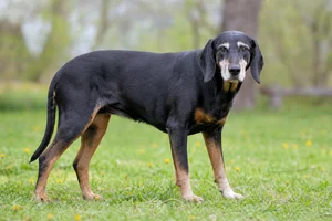 Slovensky Kopov — senior