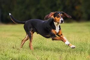 Smålandsstövare — running