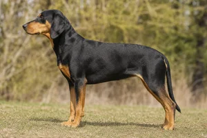 Smålandsstövare — Black and tan coat