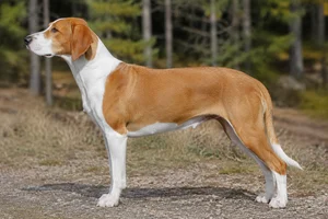 Smålandsstövare — tan and white coat
