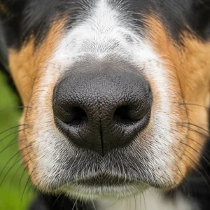 Smålandsstövare — nose