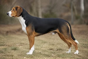 Smålandsstövare dog