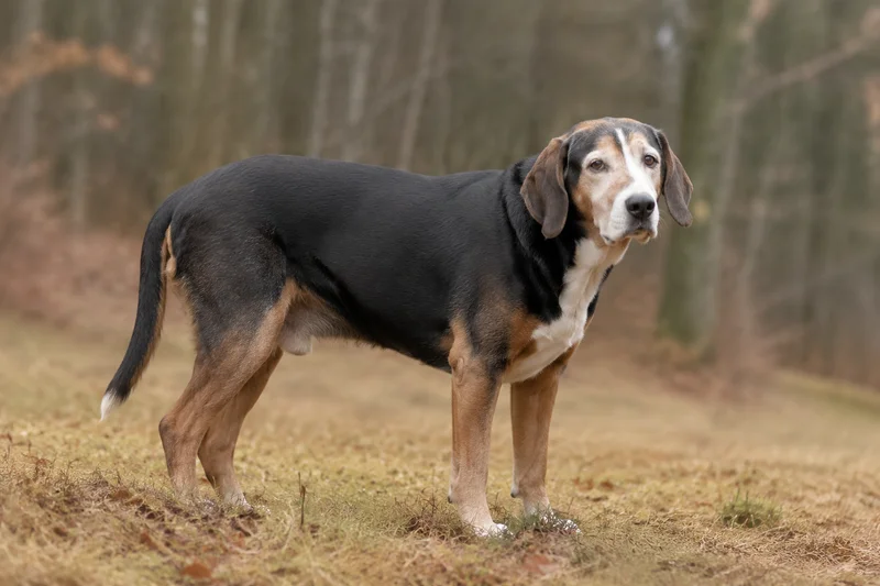 Smålandsstövare — senior