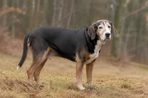 Smålandsstövare — senior