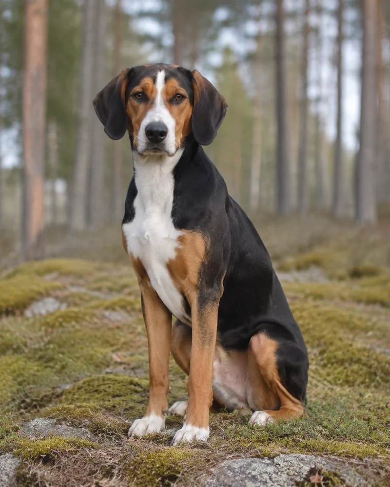 Smålandsstövare — sitting