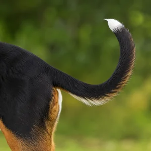Smålandsstövare — tail