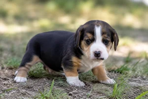 Smålandsstövare — young puppy (~1 mo)