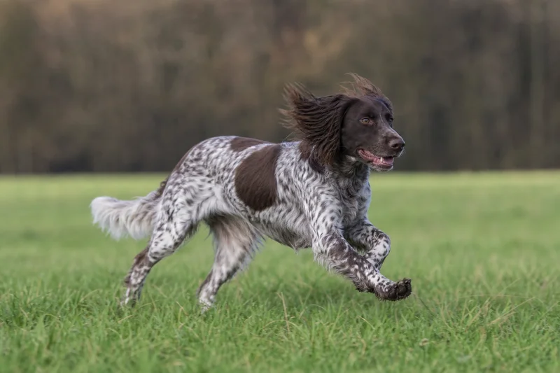 Small Munsterlander — running