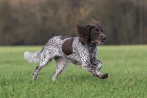 Small Munsterlander — running