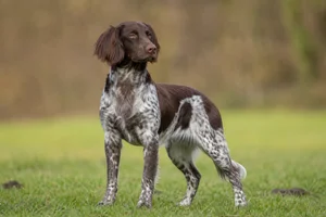 Small Munsterlander — adult