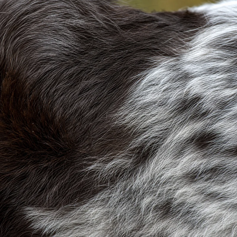 Small Munsterlander — coat texture