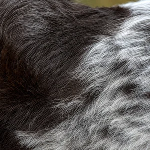 Small Munsterlander — coat texture