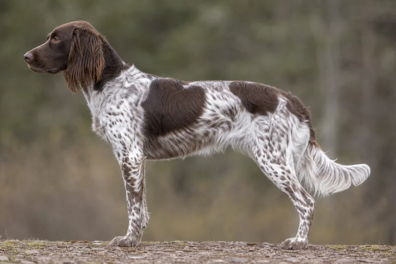 Small Munsterlander — Brown and White coat