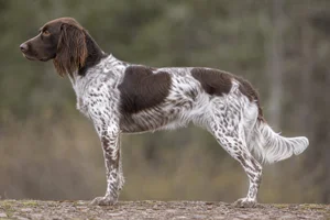 Small Munsterlander — Brown and White coat