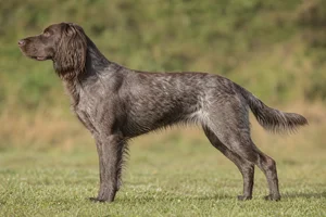 Small Munsterlander — Brown Roan coat