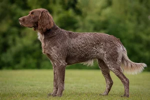 Small Munsterlander — Brown Ticked coat