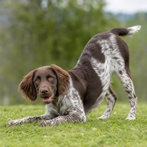 Small Munsterlander — playful