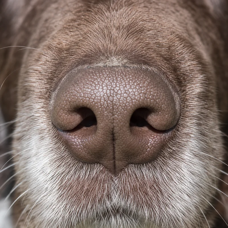 Small Munsterlander — nose