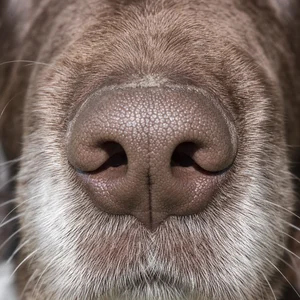 Small Munsterlander — nose