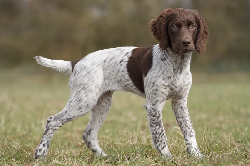 Small Munsterlander — puppy (~4 mo)