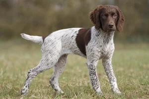 Small Munsterlander — puppy (~4 mo)