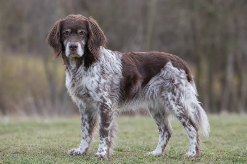 Small Munsterlander — senior