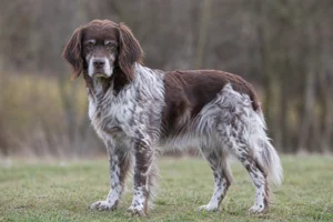 Small Munsterlander — senior