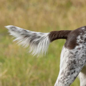 Small Munsterlander — tail