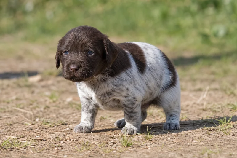 Small Munsterlander — young puppy (~1 mo)