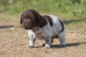 Small Munsterlander — young puppy (~1 mo)