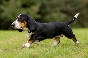 Small Swiss Hound — running