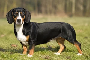 Small Swiss Hound — adult