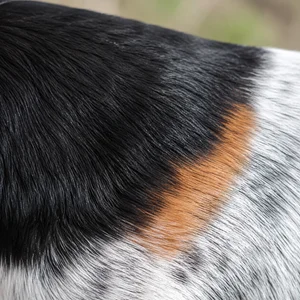 Small Swiss Hound — coat texture
