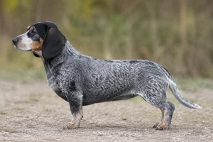 Small Swiss Hound — Blue speckled coat