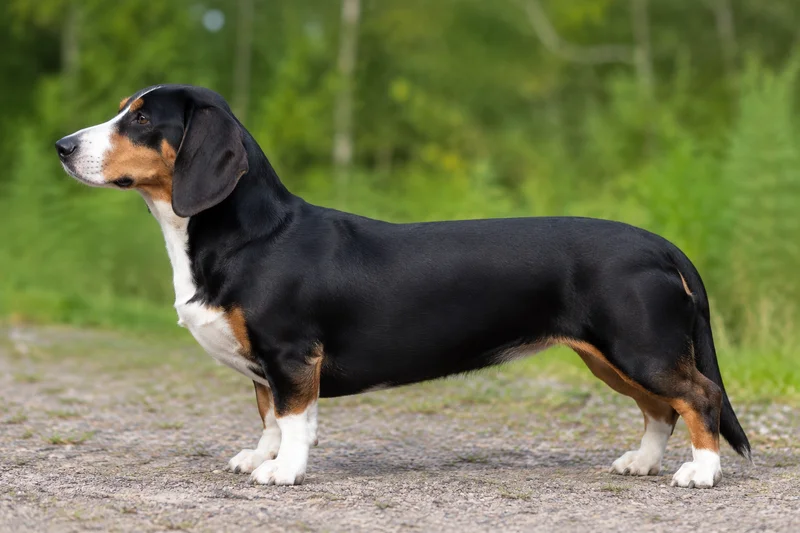 Small Swiss Hound — Tricolor (black coat