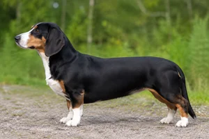 Small Swiss Hound — Tricolor (black coat