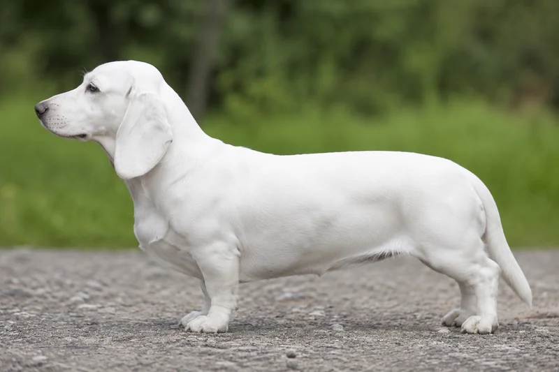 Small Swiss Hound — white) coat