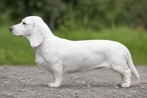 Small Swiss Hound — white) coat