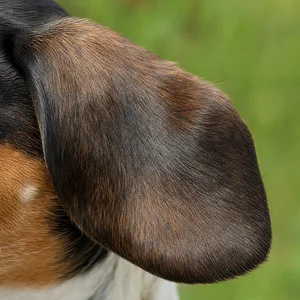 Small Swiss Hound — ears