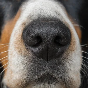 Small Swiss Hound — nose