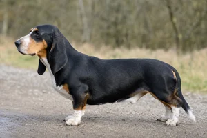 Small Swiss Hound dog