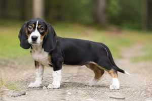 Small Swiss Hound — puppy (~4 mo)