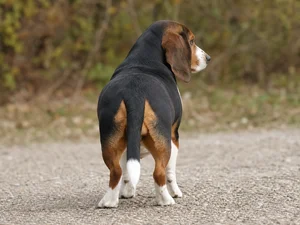 Small Swiss Hound — rear
