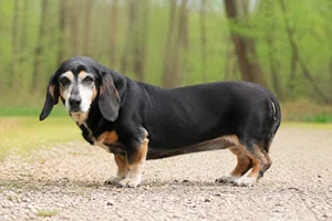 Small Swiss Hound — senior