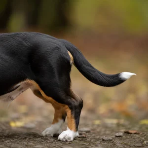 Small Swiss Hound — tail