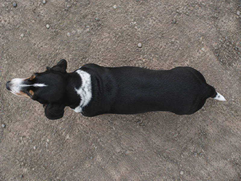 Small Swiss Hound — top