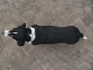 Small Swiss Hound — top